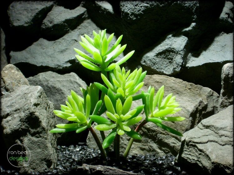 Succulent Echeveria Hookerii artificial reptile plant prp244 2