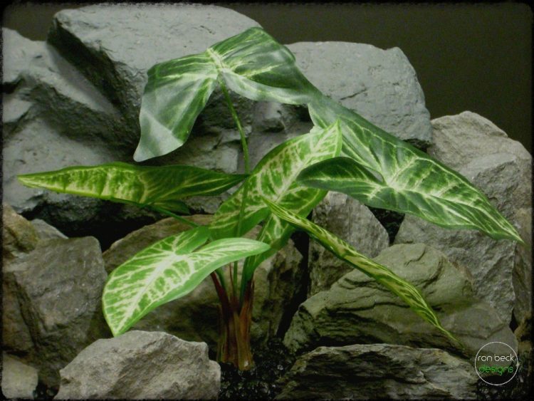 Syngonium podophyllum silk reptile plant srp245 2