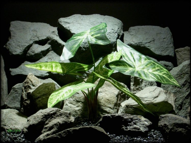 Syngonium podophyllum silk reptile plant srp245