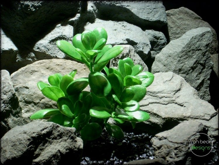 artificial jade plant | reptile plant prp247 2