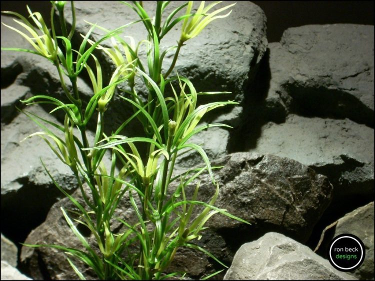 Asparagus Bush - Reptile Amphibian Decor Plant varegated prp206 3
