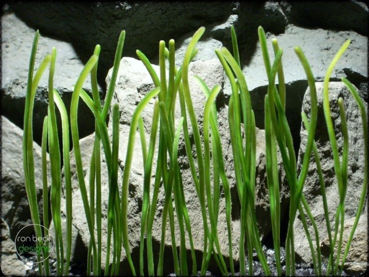 worm grass plastic aquarium plant plot pap237 2