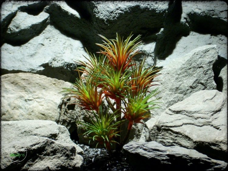 Artificial Tillandsia Plant (green & red) Artificial Reptile Plant prs259 2