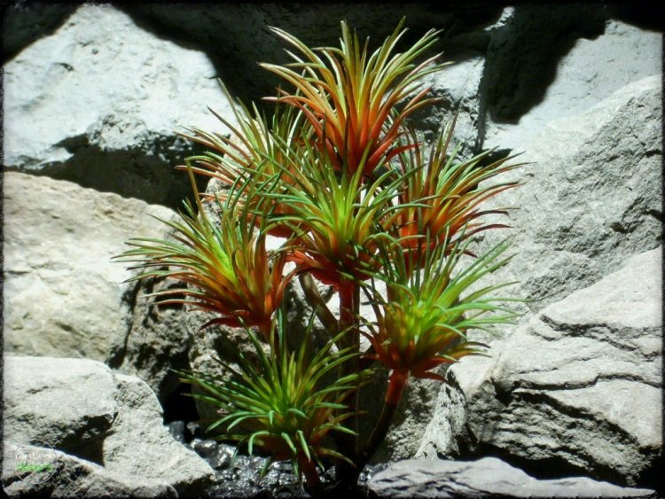 Artificial Tillandsia Plant (green & red) Artificial Reptile Plant prs259 3
