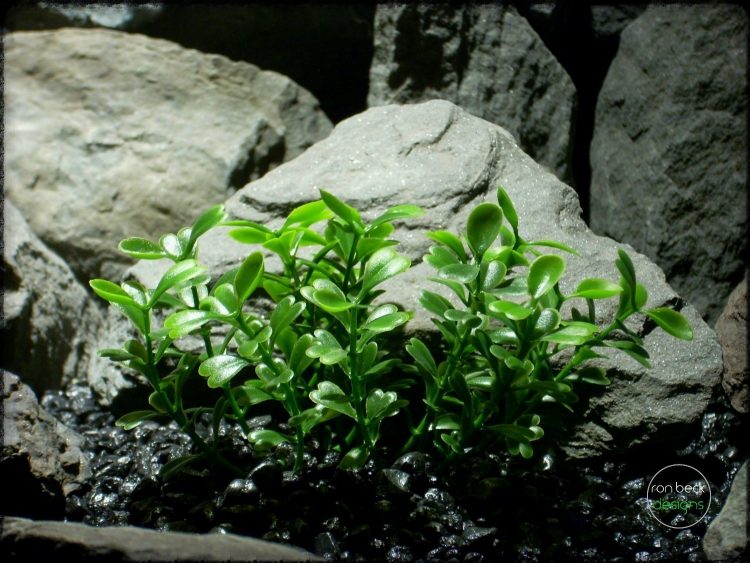 boxwood bushes (close up) | artificial aquarium plants. pap254 2