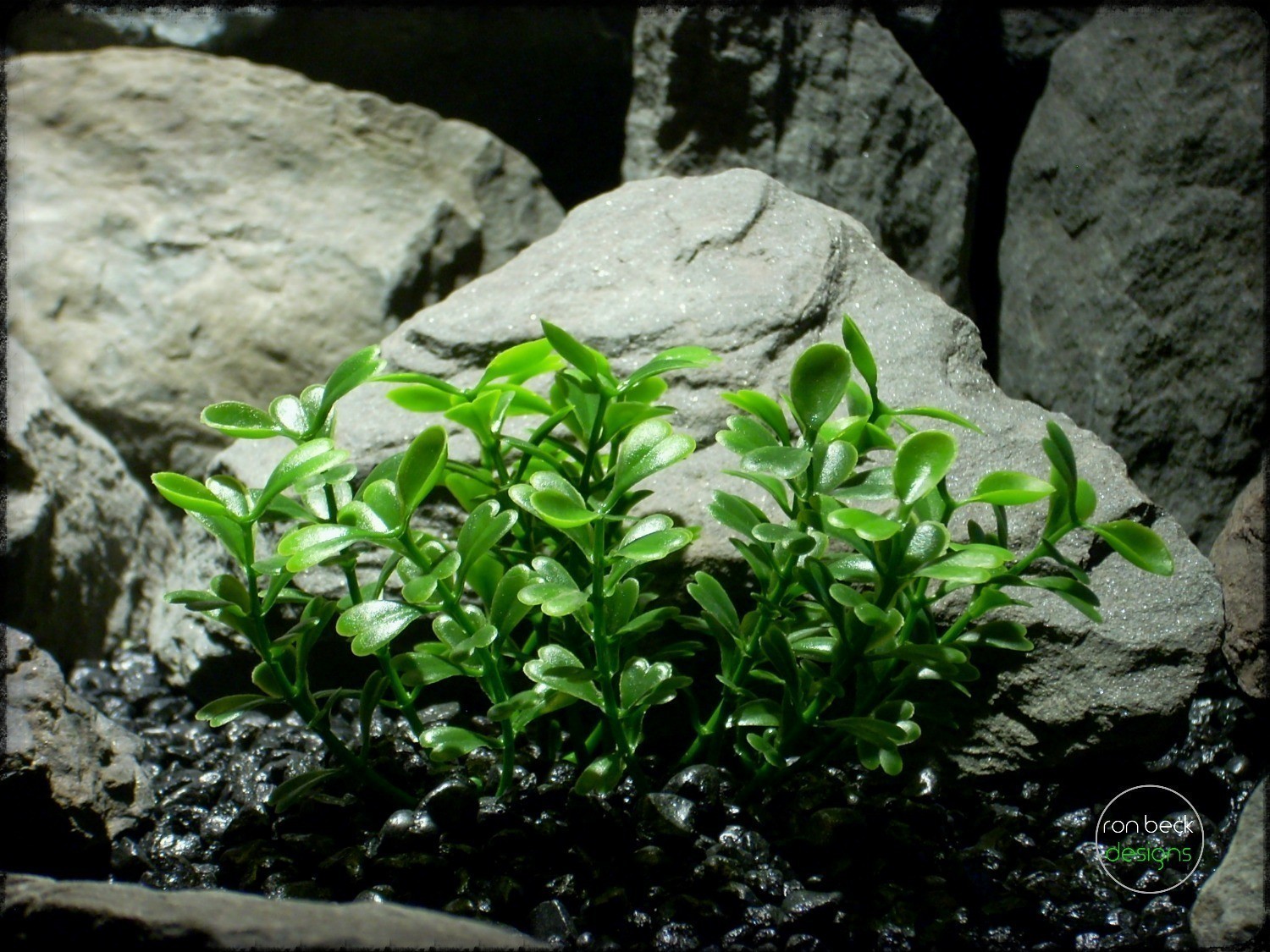 boxwood bushes, close up | artificial aquarium plants. pap254 2