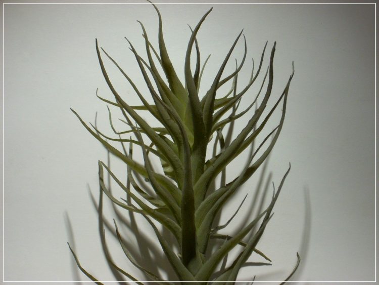 succulent green agave artificial reptile plants prp256 5