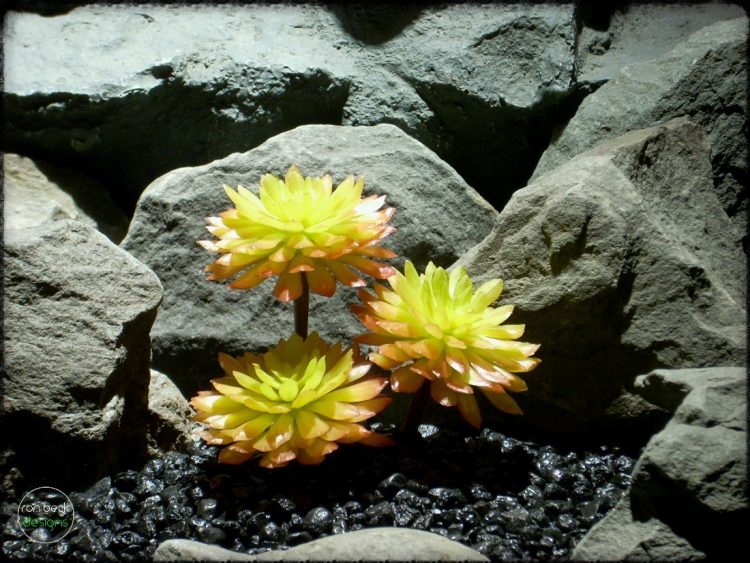 Sempervivum Cmiral Succulent | Artificial Reptile Plant prs265 2