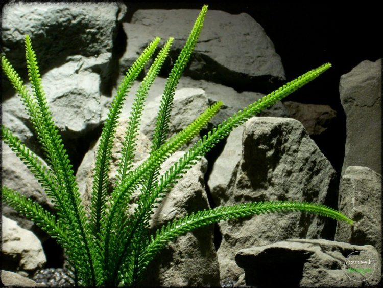 Tail Grass | Artificial Aquarium Plant | Ron Beck Designs pap267 2