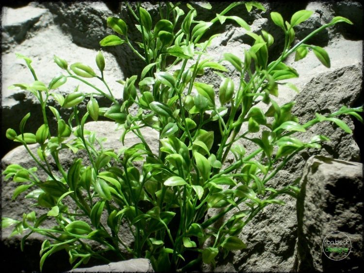 tea plant artificial aquarium plant pap262 3