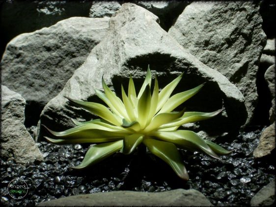Agave Desmettiana Variegata Artificial Reptile Plant Succulent | ron beck designs prs270 2