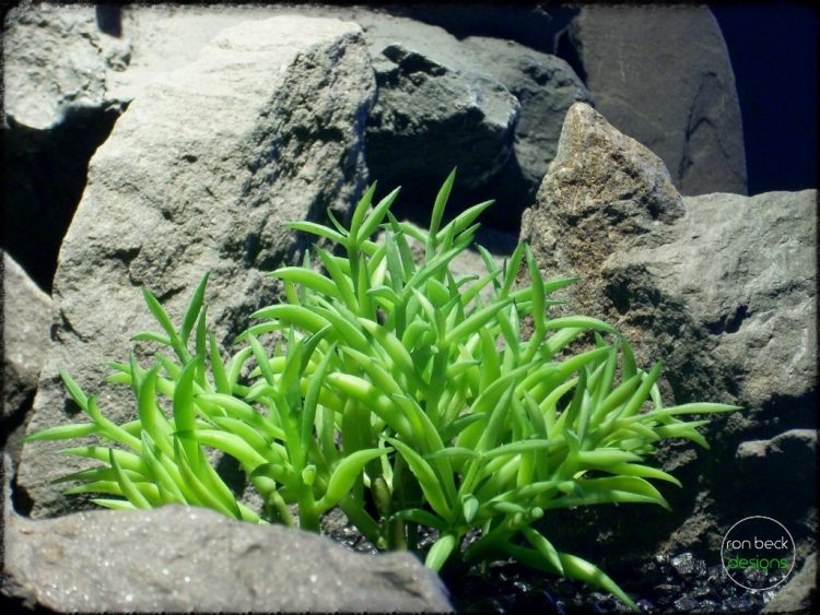 Kleinia senecio mandraliscae | Artificial Reptile Plant Succulent prs275 2