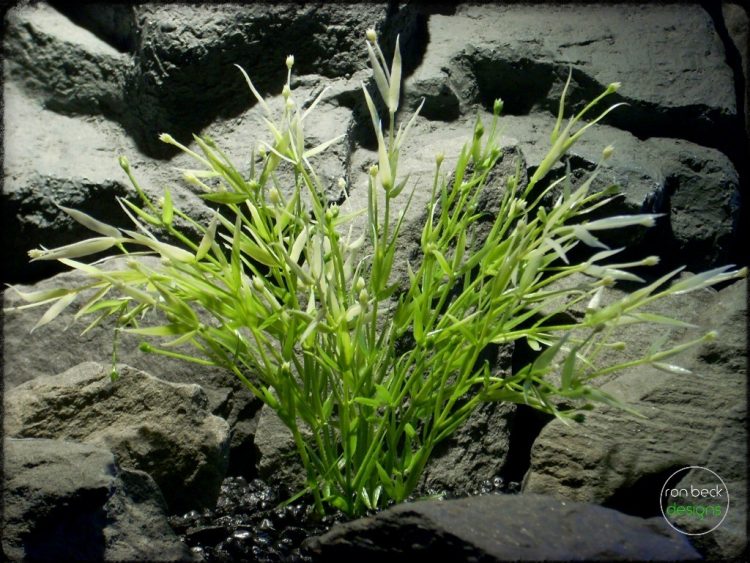 Water Grass | Artificial Aquarium Plant pap274 2