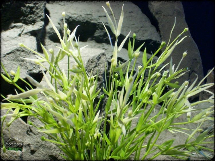 Water Grass | Artificial Aquarium Plant pap274 3