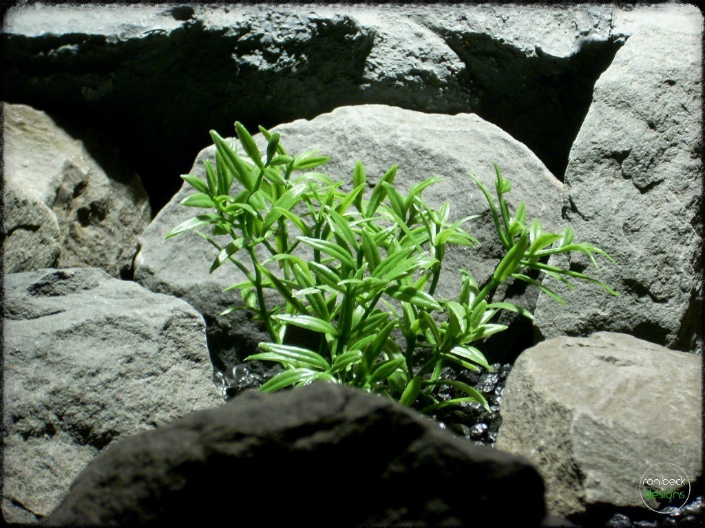 artificial dwarf hygrophila | aquarium plants | ron beck designs pap273 3