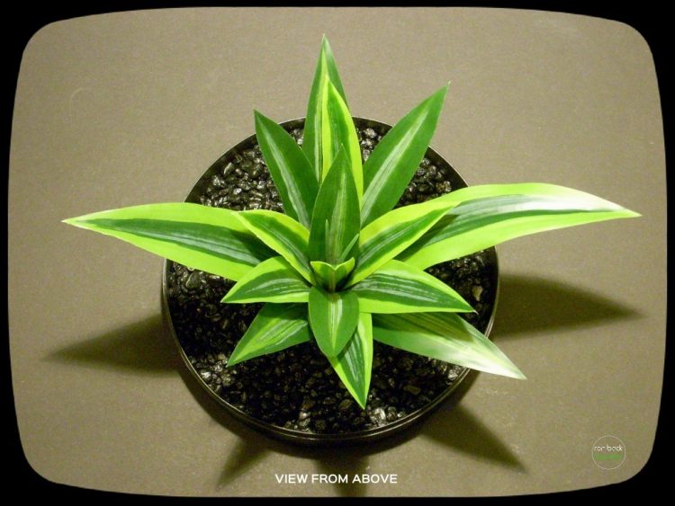 Artificial Dracaena Fragraus - Silk Reptile Plants srp278 3