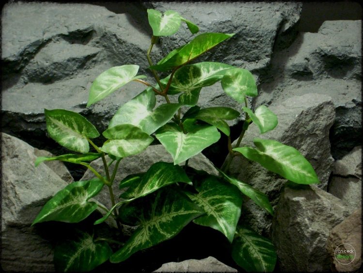 Syngonium podophyllum Mini silk reptile plant srp279 2
