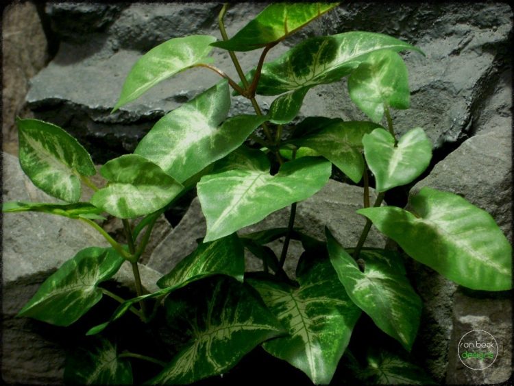 Syngonium podophyllum Mini silk reptile plant srp279 3