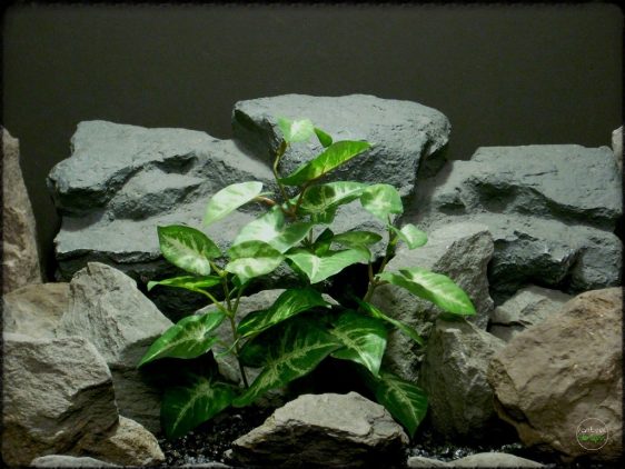 Syngonium podophyllum Mini silk reptile plant srp279