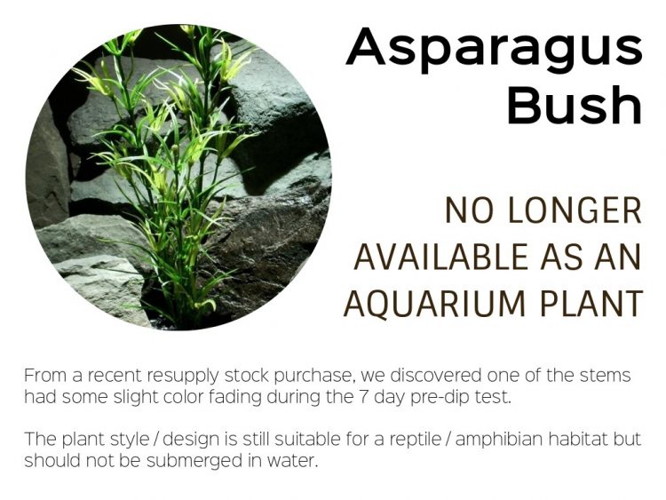 asparagus bush | reptile plant only