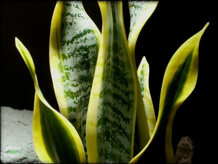 Artificial Snake Plant Sansevieria - reptile plant - ron beck designs prp285 4