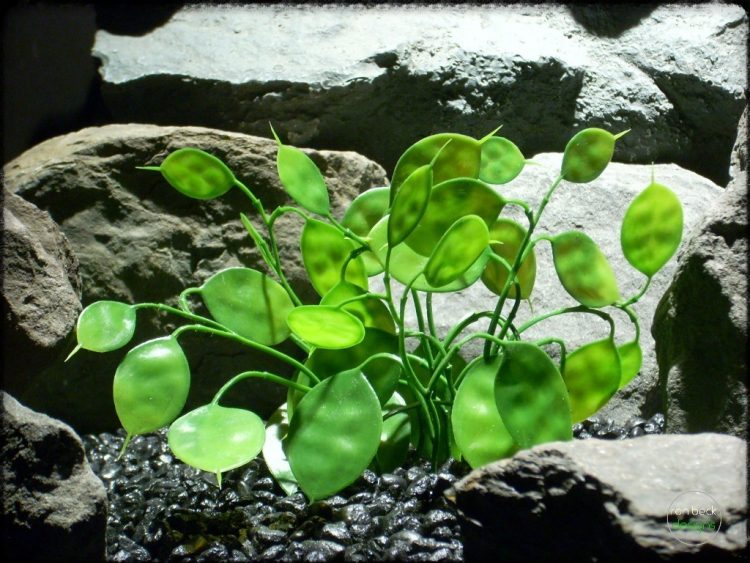 Chinese Money Plant - Artificial Aquarium Plants pap283 3