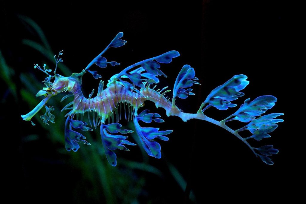 Leafy Sea Dragon - Photo: NaSser Alomairi 1500 1000