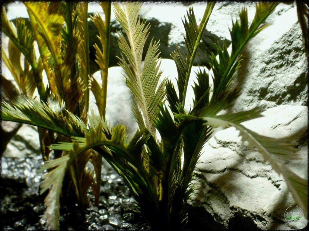 Feather Leaf Fern - Artificial Reptile Terrarium Plant - prp288 3