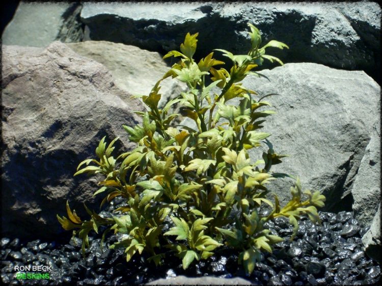 Mini Ming Aralia - Artificial Reptile Terrarium Plant prp292 2