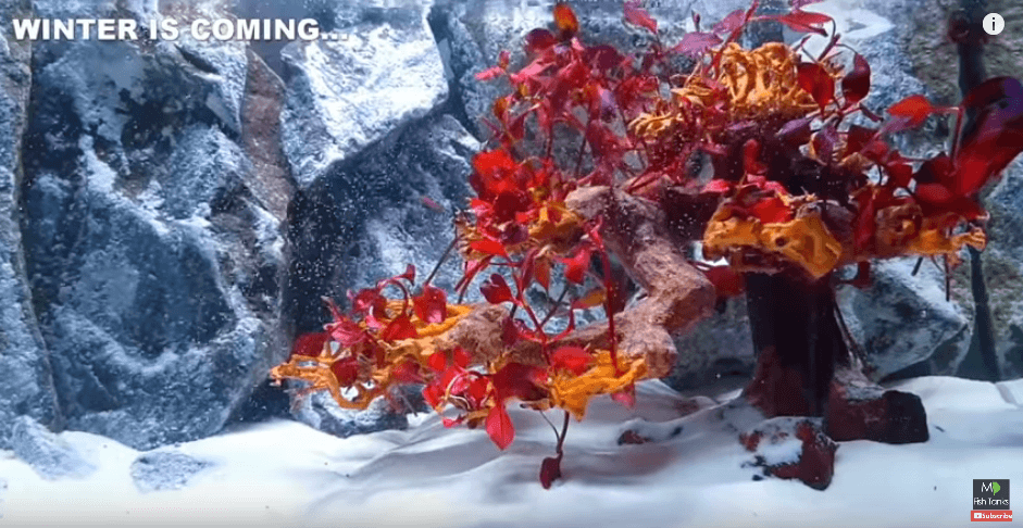 “WINTER is COMING…” Game of Thrones Aquascape - MD Fish Tanks