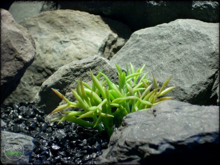 Kleinia Succulent - Artificial Reptile Plant 2