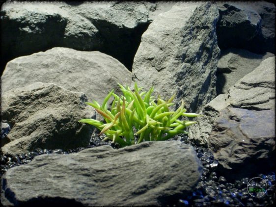 Kleinia Succulent - Artificial Reptile Plant