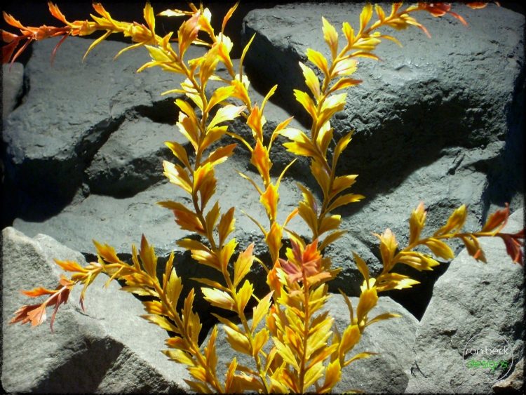 Rodgersia Podophylla Oranges - Artificial Reptile Plant prp302 2