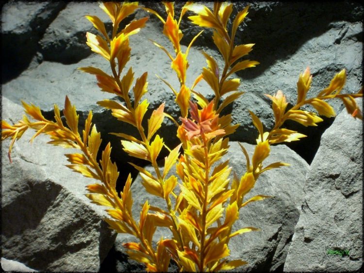 Rodgersia Podophylla Oranges - Artificial Reptile Plant prp302 3