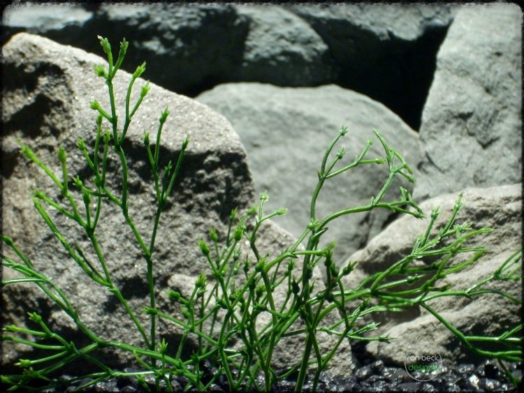 Witch Grass - Artificial Aquarium Plants parp300 3