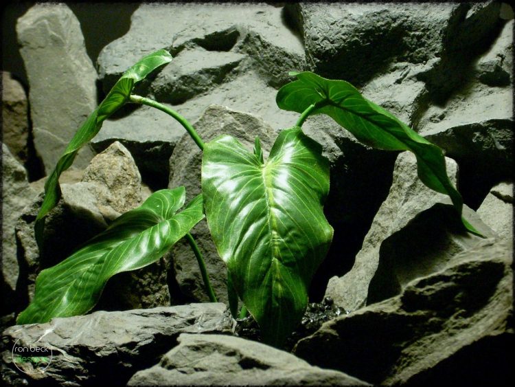 Artificial Calla Lily Leaves - Artificial Silk Reptile Plant - srp315 2