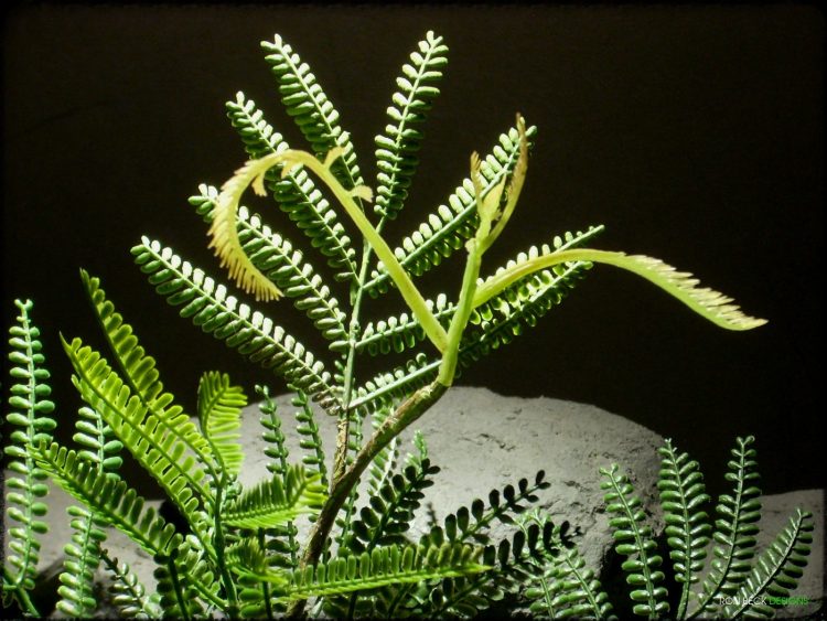 Artificial Mimosa Leaf Spray - Artificial Reptile Plant - Ron Beck Designs prp322 2