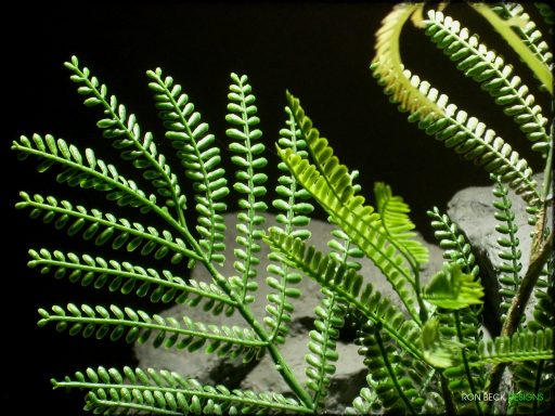 Artificial Mimosa Leaf Spray - Artificial Reptile Plant - Ron Beck Designs prp322 3