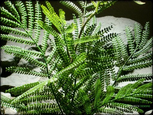 Artificial Mimosa Leaf Spray - Artificial Reptile Plant - Ron Beck Designs prp322 4