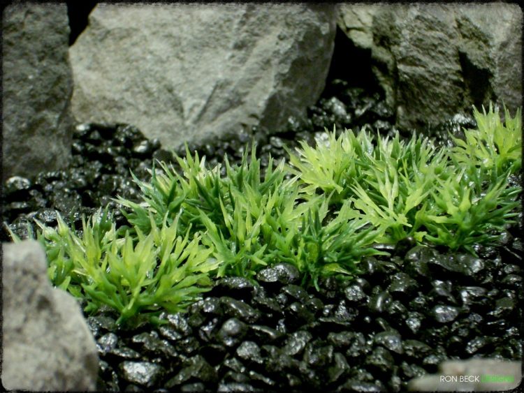 Low Saw-blade Grass Plot - Artificial Aquarium Plant - parp323 2
