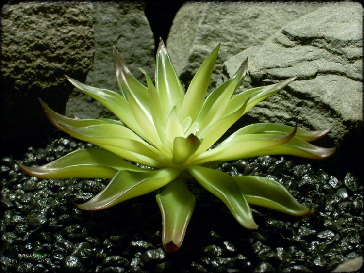 Artificial Agave Desmettiana Variegata - Reptile Plant prs326 2