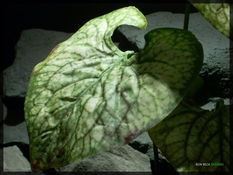 Artificial Coleus Leaves - Artificial Silk Reptile Plant srp325 2