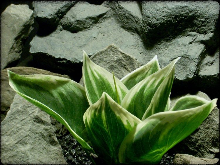 Artificial Silk Variegated Hosta Leaves - Artificial Reptile Plant - srp331 3