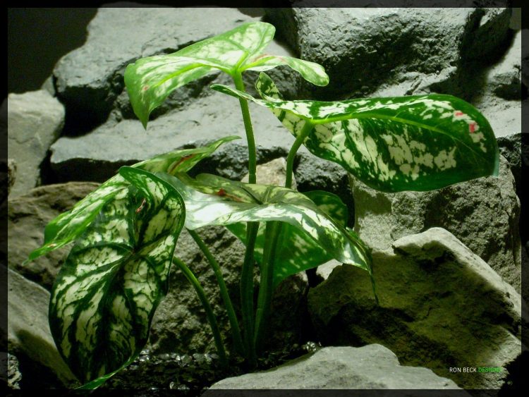Artificial Variegated Caladium - Artificial Reptile Habitat Plant - Real Touch srp336 2