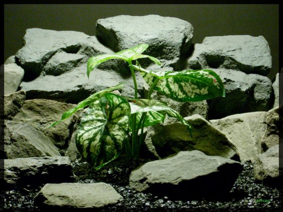 Artificial Variegated Caladium - Artificial Reptile Habitat Plant - Real Touch srp336