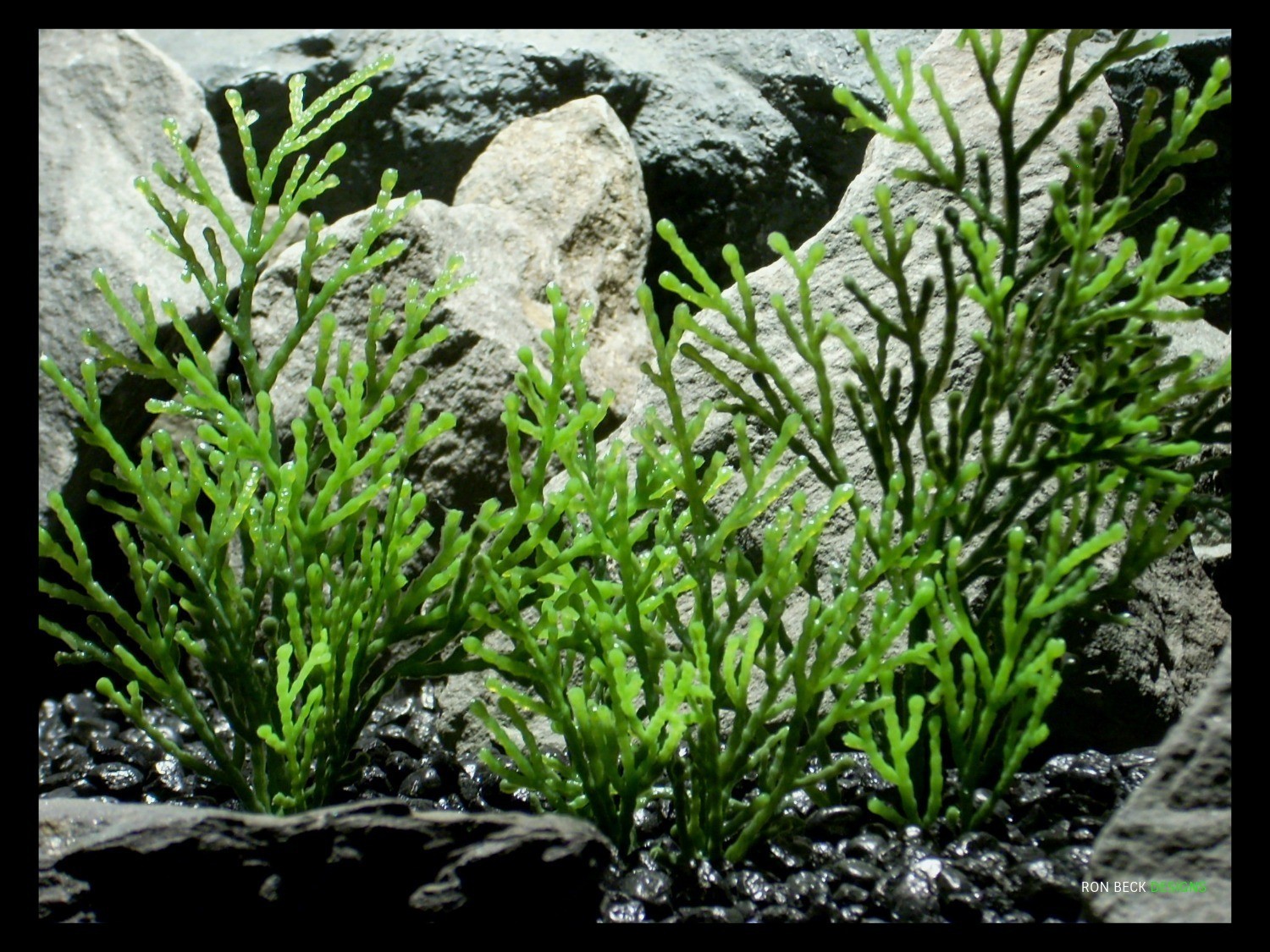 Artificial Aquarium Decor Plant - Artificial Cedar Greens Plot