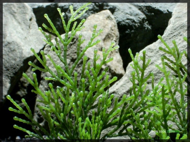 Artificial Cedar Greens - Artificial Aquarium Plant - Reptile Habitat Plant - parp337 3 (1)
