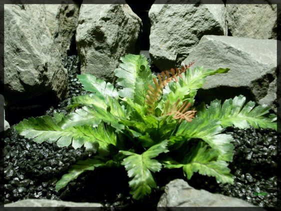 Artificial Silk Reptile Habitat Plant - Silk Bracken Fern srp343