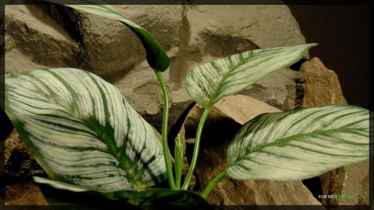 Artificial Calathea Prayer Plant - Silk Reptile Habitat Plant - srp352 2