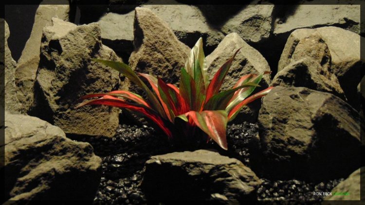 Artificial Dracaena Red Dwarf Plant - Silk Reptile Habitat Plant - srp353 2